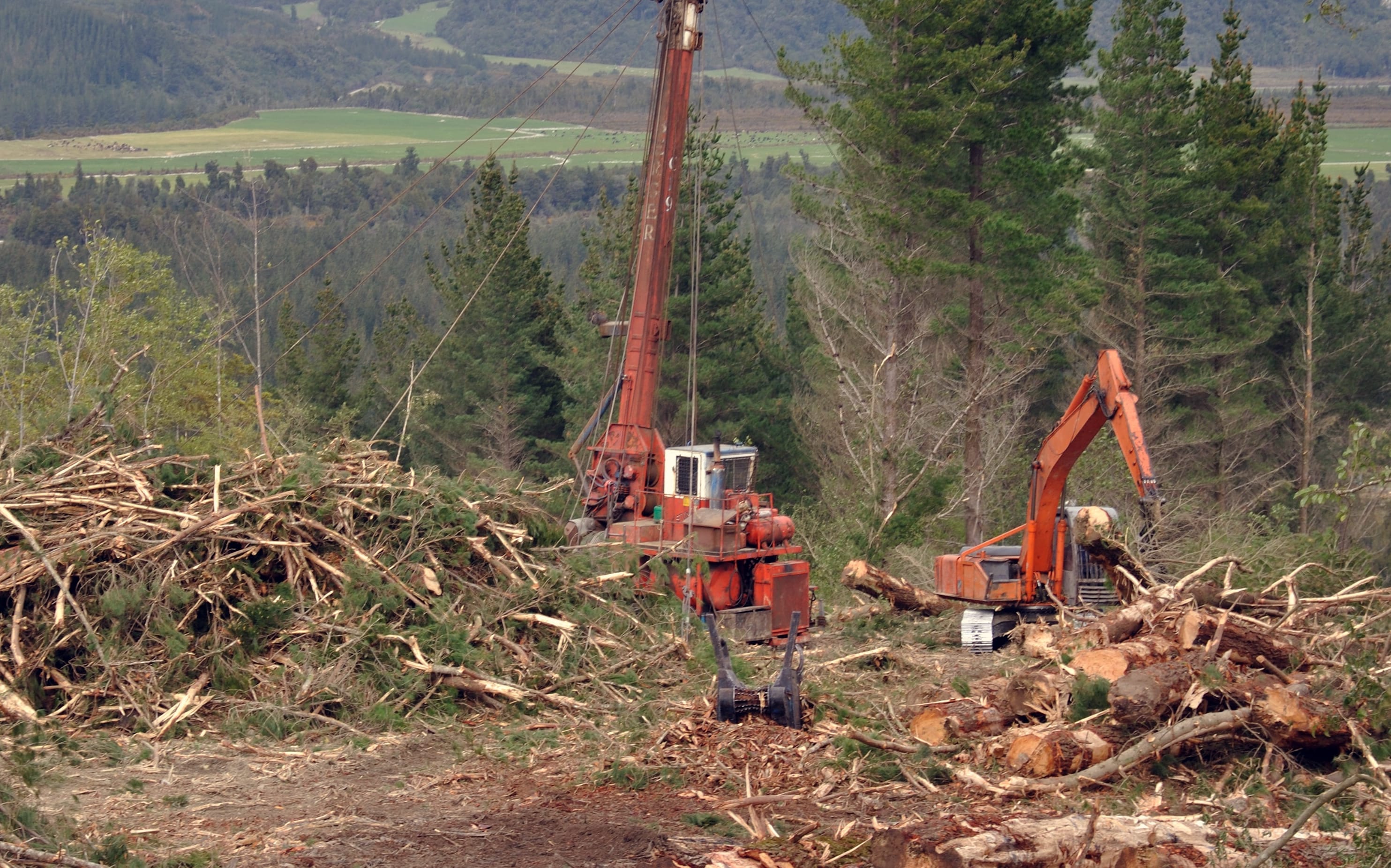 Logging of pinus radiata, westland, New Zealand.