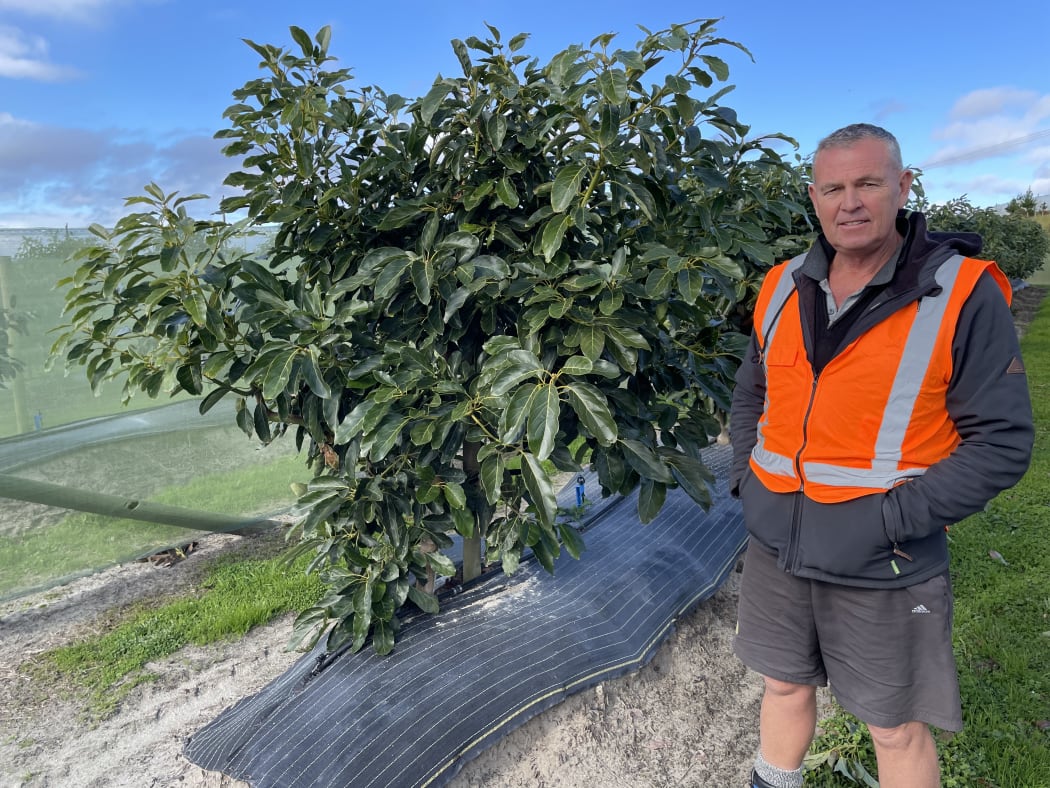 Ian Broadhurst has been growing avocados in the Northland for more than 30 years. He is now the manager at Mapua Orchard, NZ's biggest avocado grower.