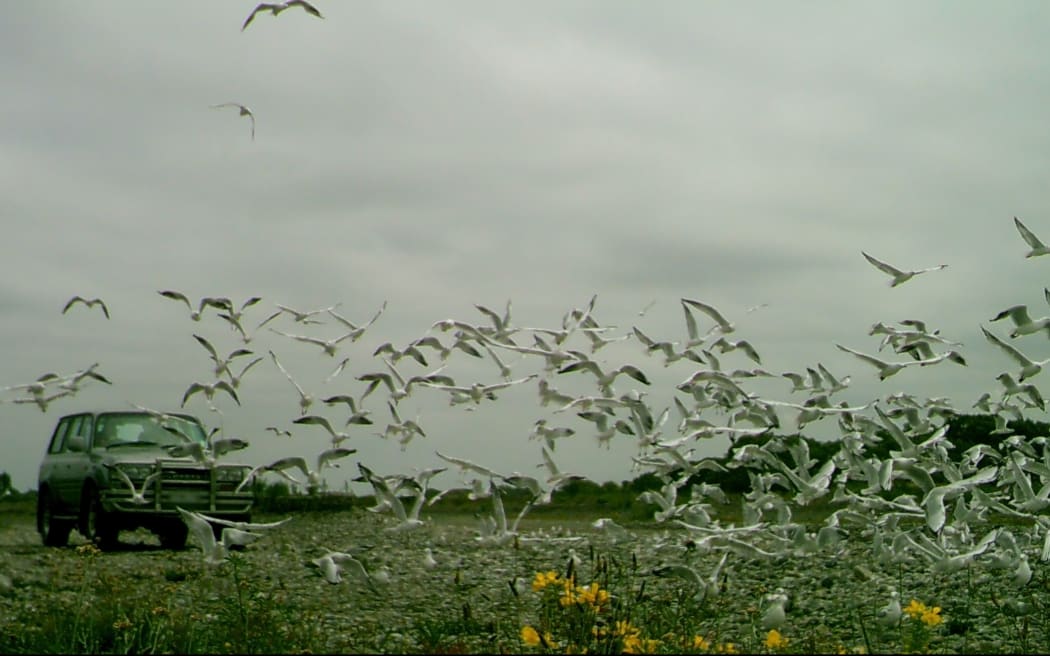 A truck driving through a gull colony in North Canterbury.