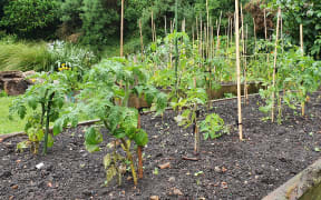 A bed of tomatoes at Innermost Gardens.