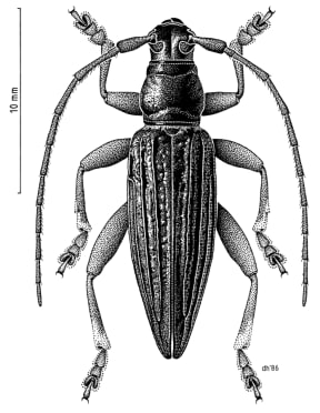 Illustration of the Pitt Island Longhorn beetle