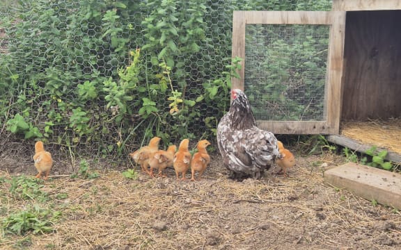 The young chicks provide an endless source of entertainment.