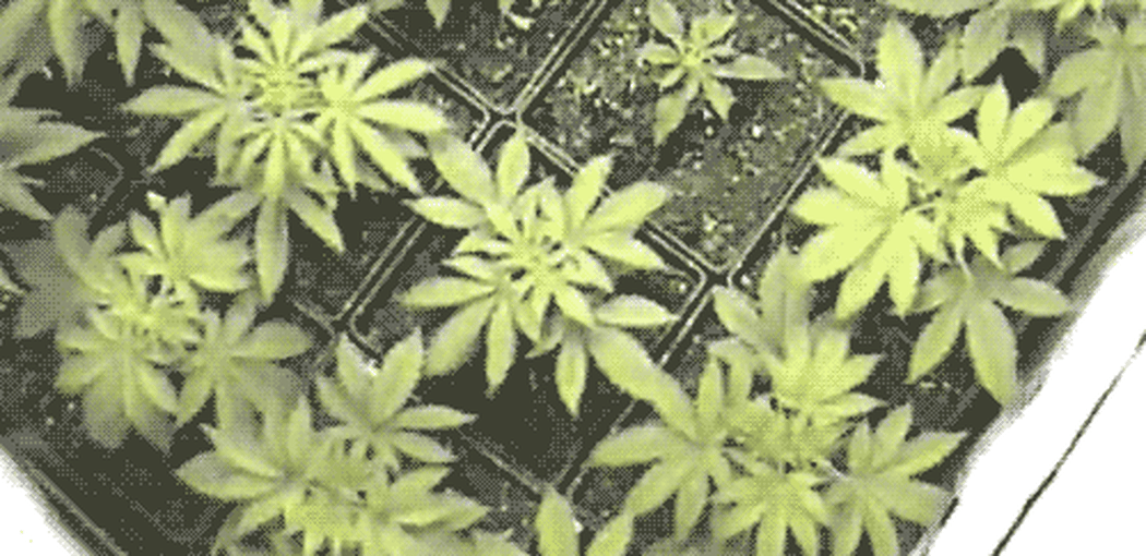 A gif of marijuana growing