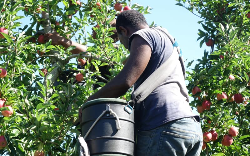 Concerns immigration policies eroding RSE workers' rights - unions | RNZ