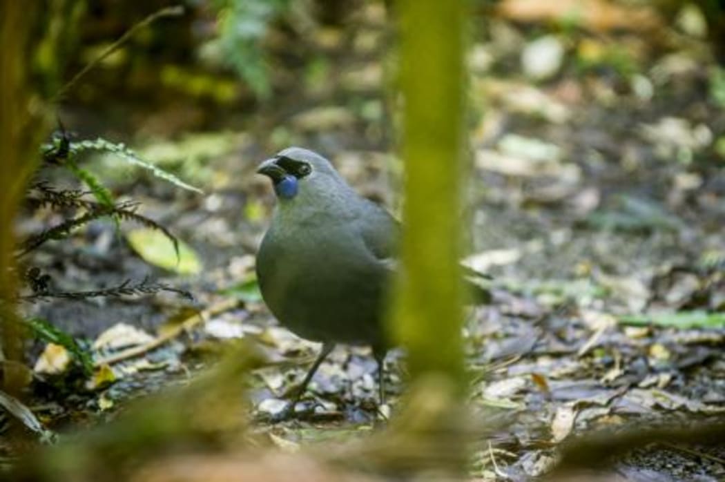 Kahurangi the kōkako.