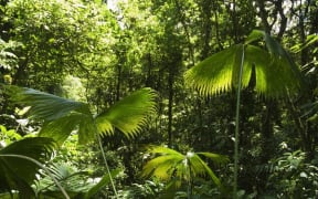 Rain forest in Costa Rica.