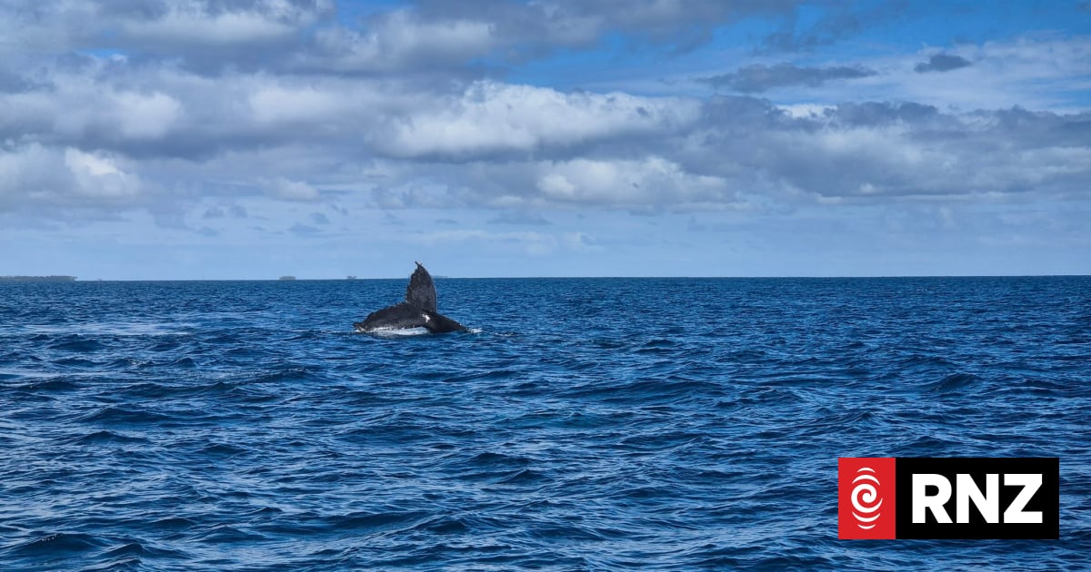 Whale-watching boat carrying NZ Anglican Church delegates capsizes in Tonga