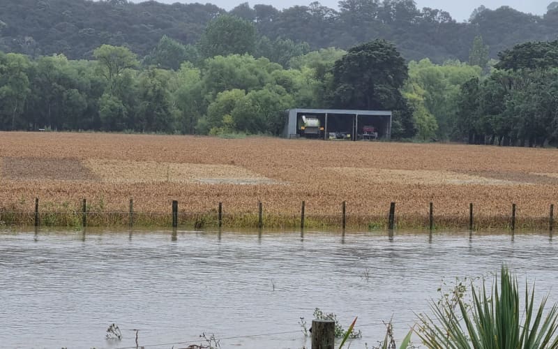 Farmers despair as cyclone, weeks of rain ruin arable crops | RNZ