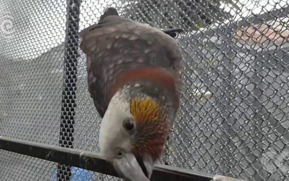 Nelson zoo has new lease of life