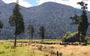 Taipo Flats Dairy farming near the Taramakau and Taipo rivers in Westland with Mt Traecey on the Hohonu Range in the background.