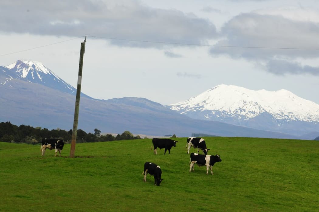Cattle Central North Island