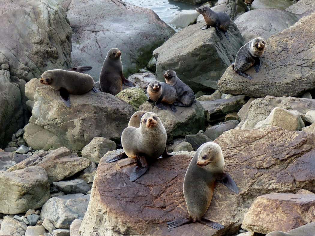 NZ fur seals