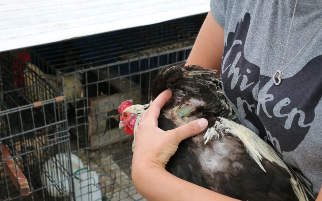 North Canterbury Chicken Rescue