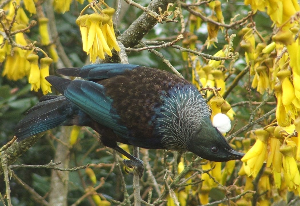 Tui on kowhai