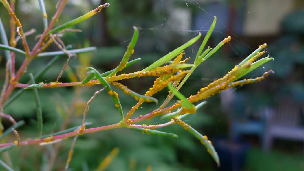 Myrtle rust on new leaf shoots of a Geraldton Wax plant growing in a New South Wales garden.