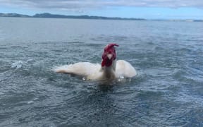 Gall the swimming chicken