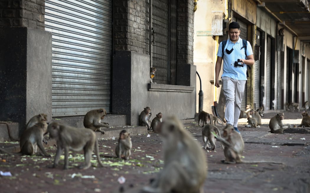 A man walks past monkeys in front of the Prang Sam Yod temple during the annual Monkey Buffet Festival in Lopburi province, north of Bangkok on November 29, 2020. (Photo by Jack TAYLOR / AFP)