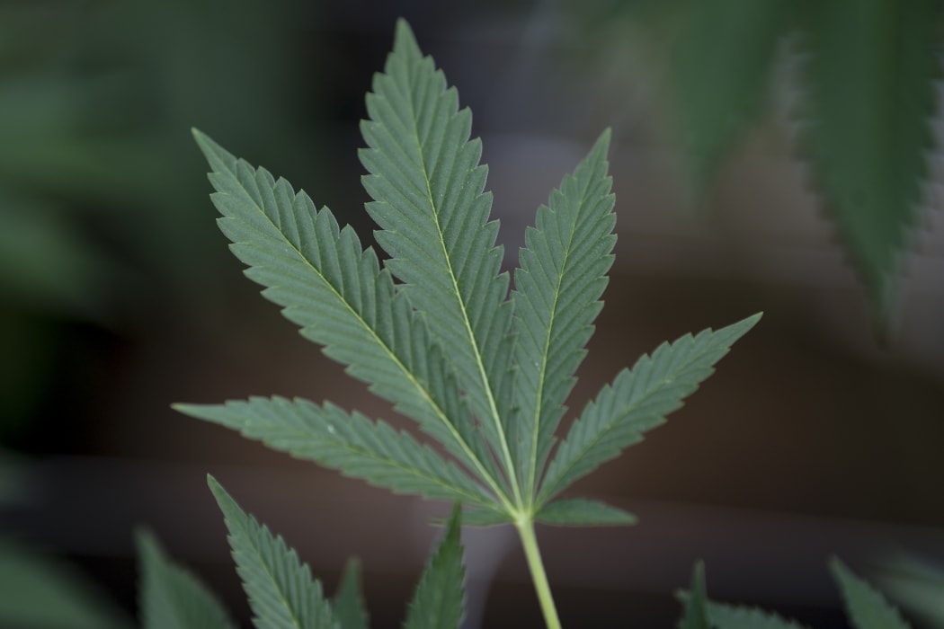Marijuana leaf