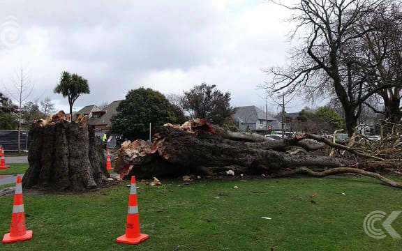 Wild weather damages trees, disturbs flights