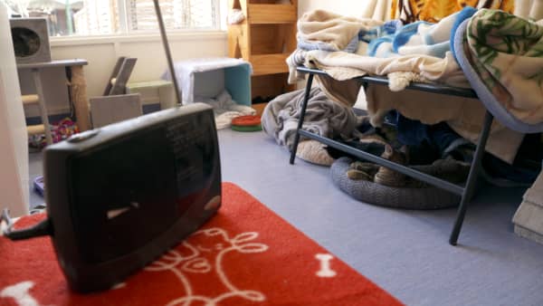 Cats at the SPCA Wellington centre enjoy listening in to RNZ Concert