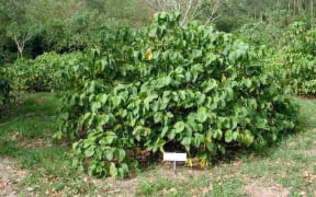 A Kava plant.