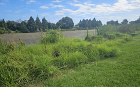 The site, along the southern edge of Awatapu Lagoon, where a deer carcass has been dumped amid the long grass.