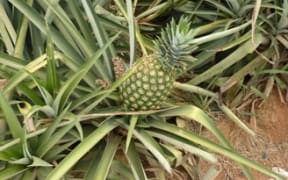 Pineapple