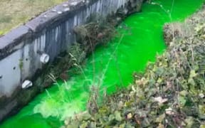 A mysterious neon-green colour in Queenstown's central stream.