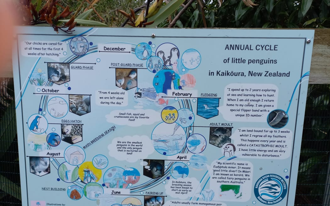 Kaikōura school children have illustrated the life cycle of little penguins.