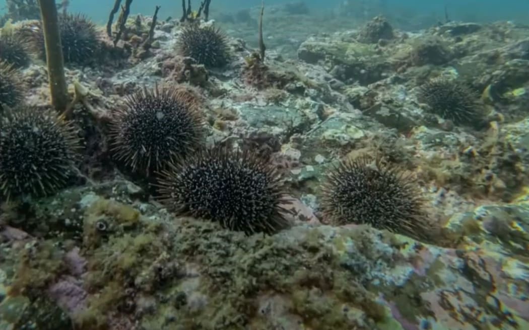 Kina barren in the Hauraki Gulf.  Four sections of kina have been removed in the Marlborough Sounds in an attempt to research whether it will aid the recovery of seaweed.
