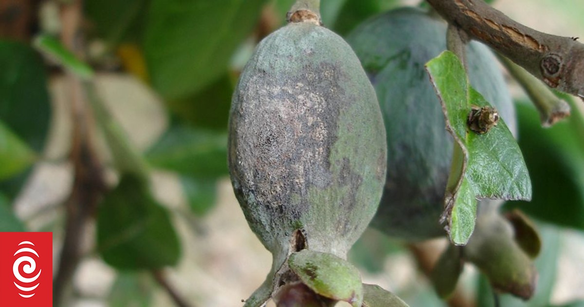 arbre feijoa sellowiana