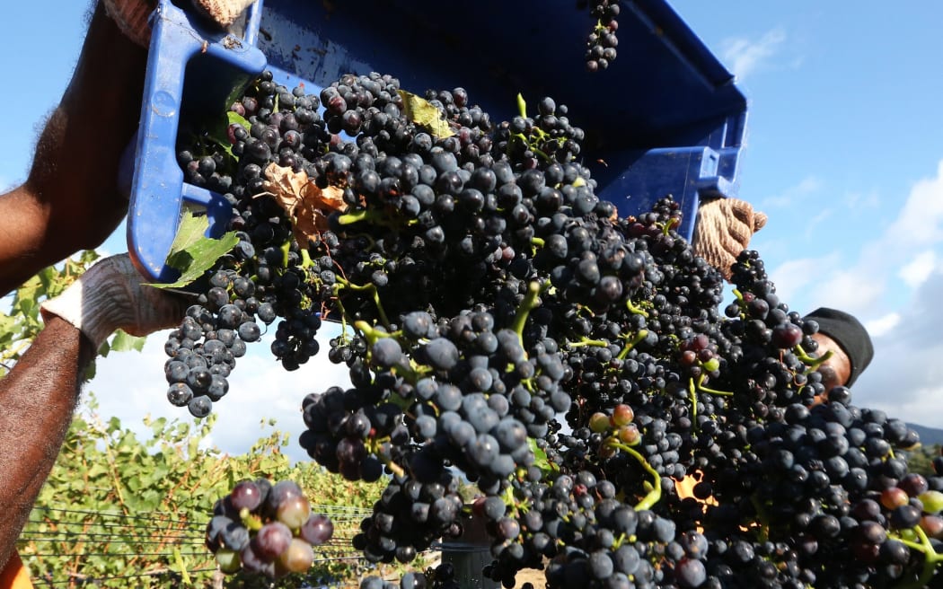 There were 395,000 tonnes of grapes crushed in New Zealand during the 2024 grape harvest.