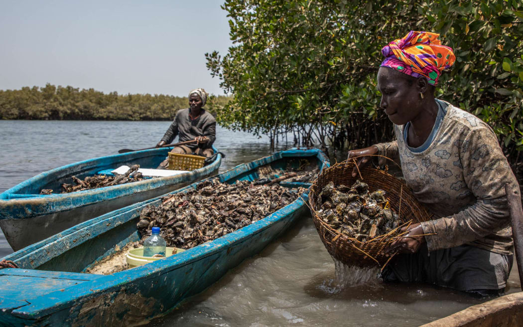 Una imagen de los Mangrove Photography Awards, organizados por Mangrove Action Project.