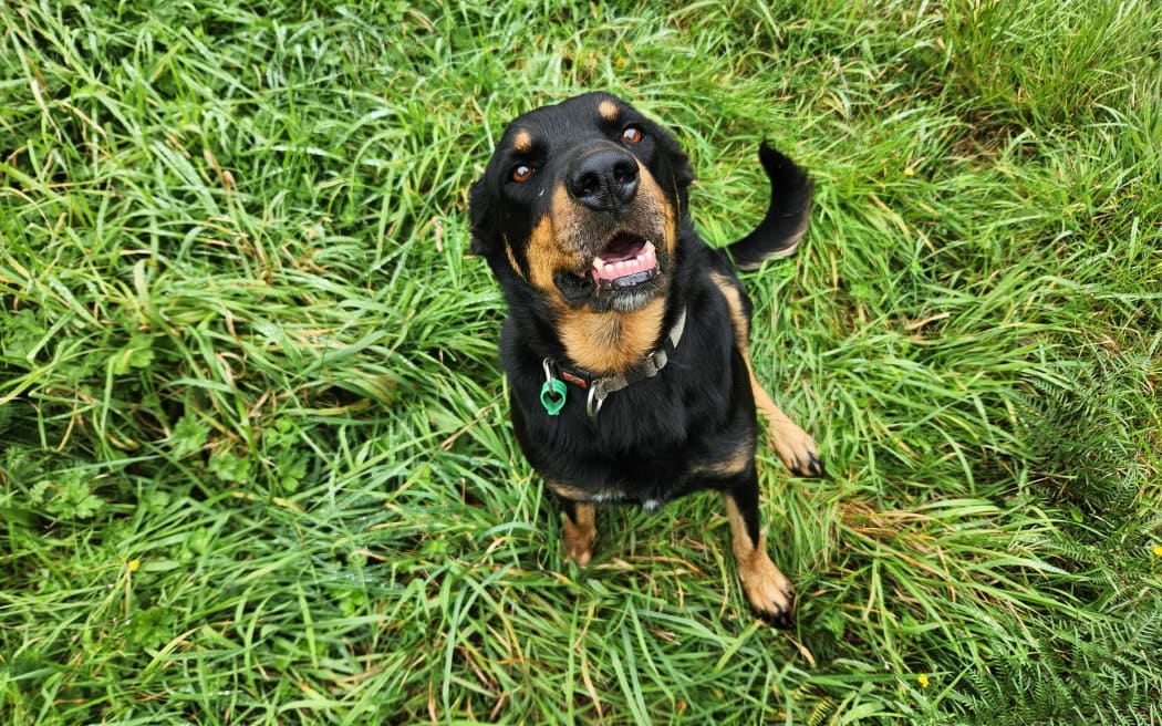 Skye, the Huntaway, enjoys the run up the track to Celia and Alastair's off-grid cottage