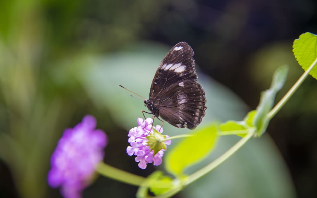 A butterfly in the tropical forest.