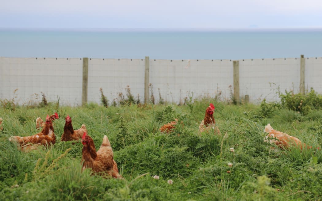 Te Waewae egg farm