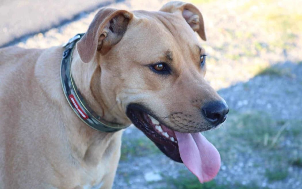 The Gisborne family said 'Sarge' was collared and chipped and was taken from a fenced area at the house.