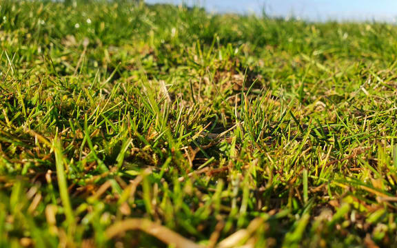 Pasture on a dairy farm