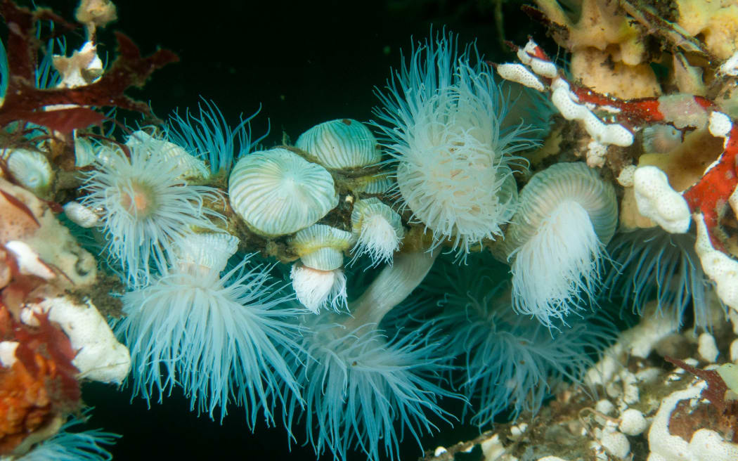 Plumose anemone