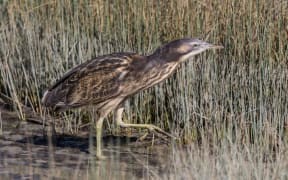 There are fewer than 1000 matuku-hūrepo/Australasian bittern left in Aotearoa.