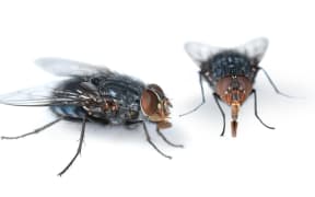 Two houseflies looking for feed on white background.