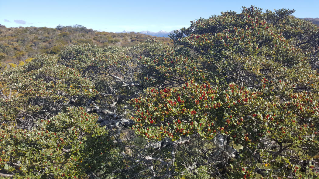 Red flowers cover a mountain beech growing at bush line in southern Fiordland, in the 2019 mega-mast summer.
