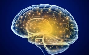 Brain