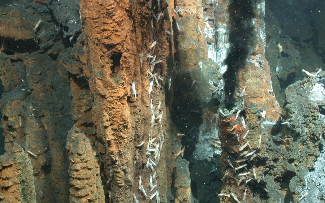 'Chimneys' formed in underwater volcanoes in the Kermadec region.
