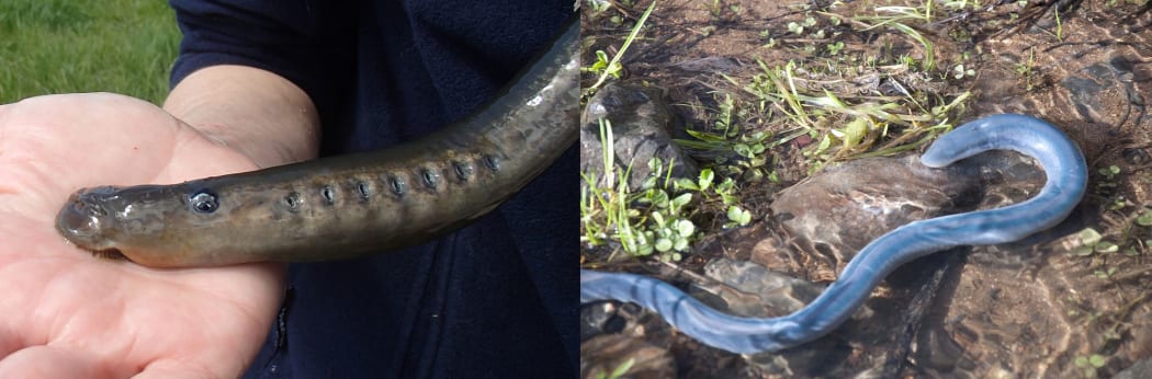 Brown and blue life stages of a pouched lamprey