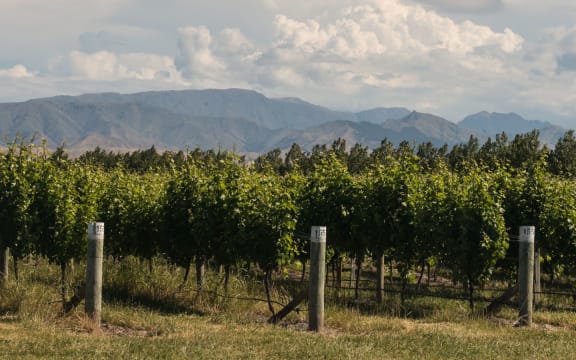 A vineyard in Marlborough, near Blenheim.