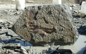 The Penguin fossil uncovered by the JUNATS after being cut out of the ground.