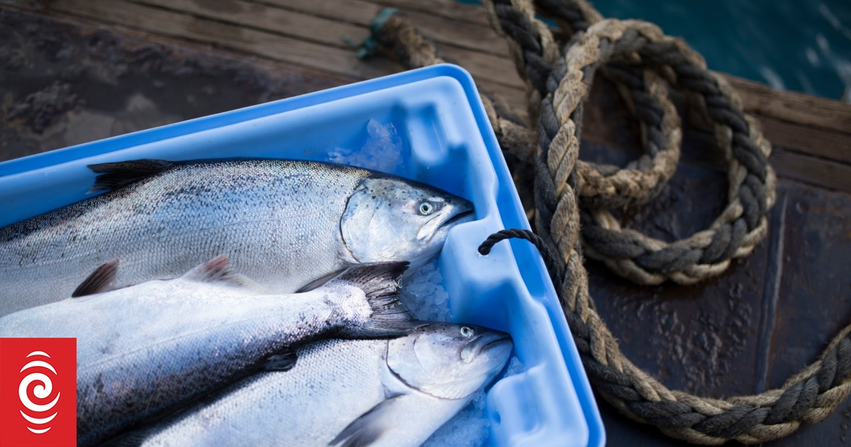 NZ King Salmon reduce harvest due to small, 'stressed' fish