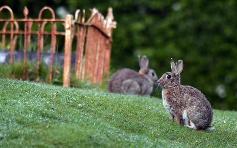 Council funds rabbit population control efforts | RNZ