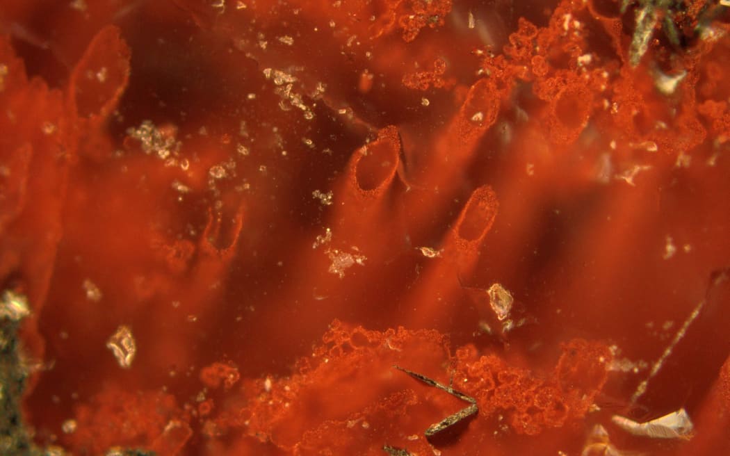 This handout image received from the Nature journal shows Haematite tubes from the NSB hydrothermal vent deposits that could represent the oldest microfossils and evidence for life on Earth.